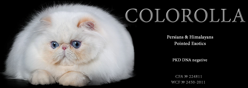 Colorolla Muffin(Пончик)