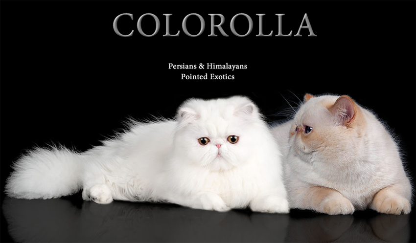 Persians and Exotics cattery/Питомник персов и экзотов