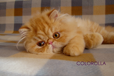 COLOROLLA BARNEY