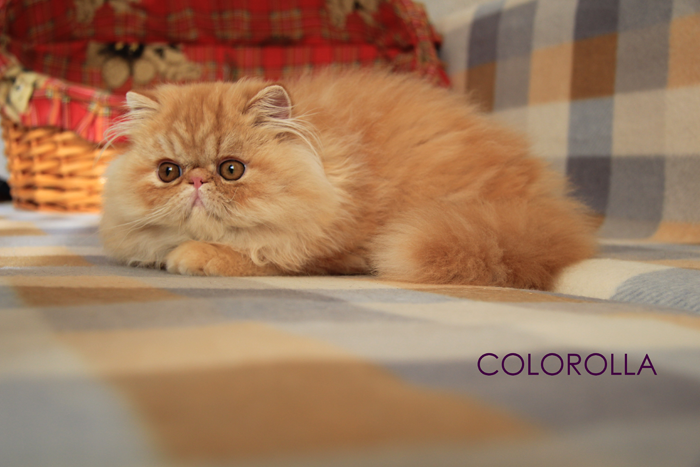 COLOROLLA BARNEY