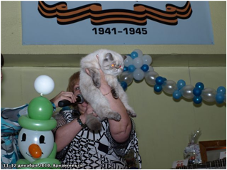 World Cat Show 2010 World Cat Show 2010