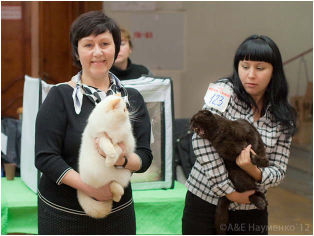 World Cat Show 2012