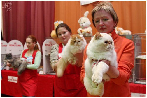 World Cat Show 2012 World Cat Show 2012