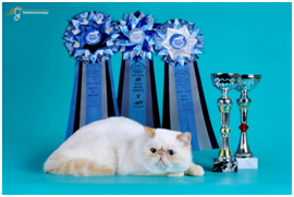 World Cat Show 2012 World Cat Show 2012