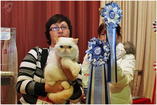 World Cat Show 2012 World Cat Show 2012