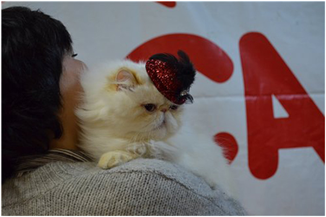 World Cat Show 2012