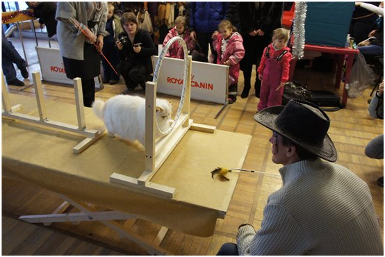 World Cat Show 2012