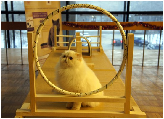 World Cat Show 2012