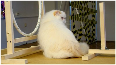 World Cat Show 2012