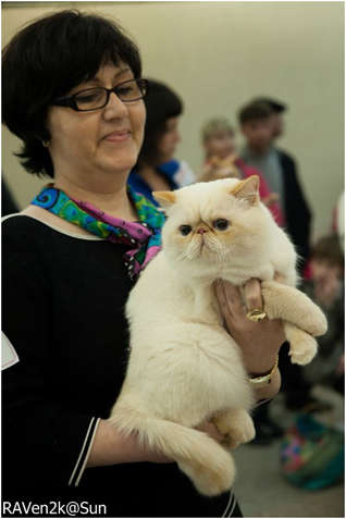 World Cat Show 2013