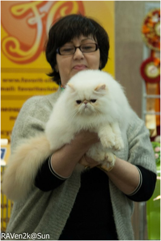 World Cat Show 2013