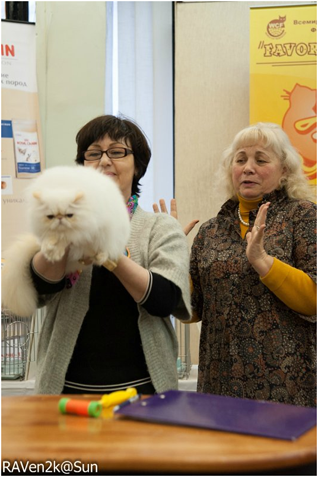 World Cat Show 2013