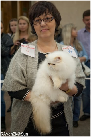 World Cat Show 2013 World Cat Show 2013