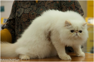 World Cat Show 2013