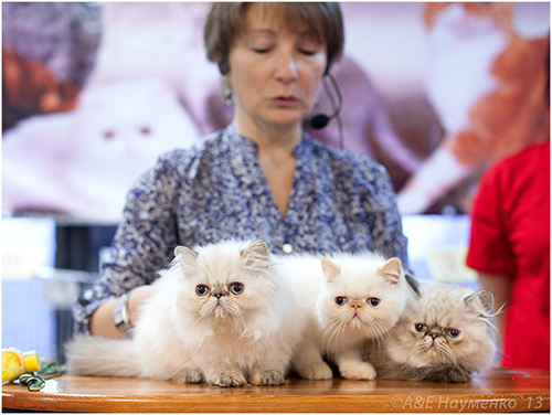 World Cat Show 2013 World Cat Show 2013