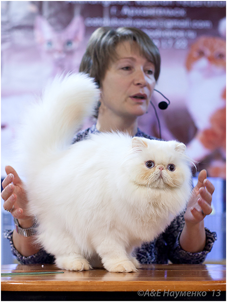 World Cat Show 2013