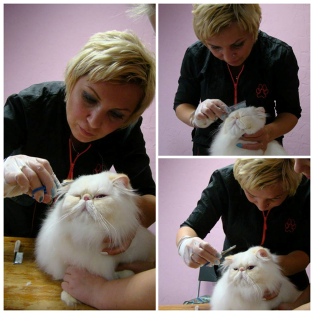 GROOMING SCHOOL Румянцевой