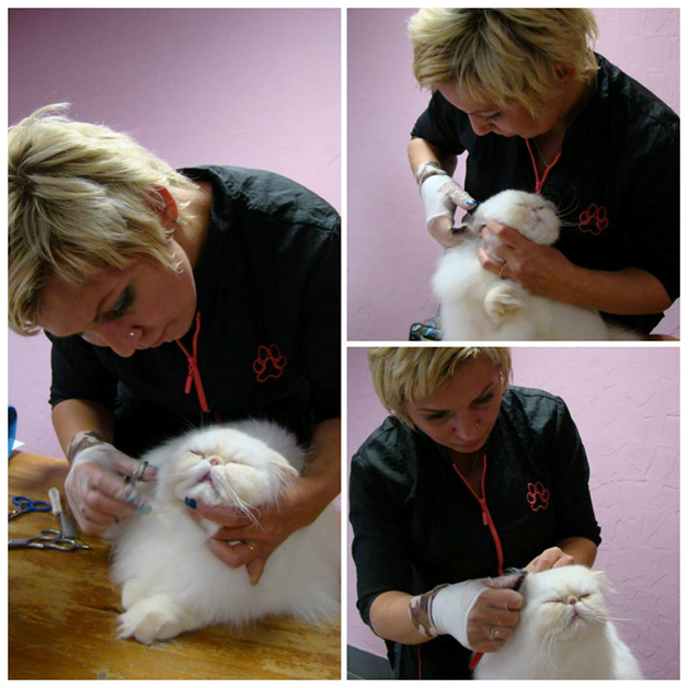 GROOMING SCHOOL Румянцевой