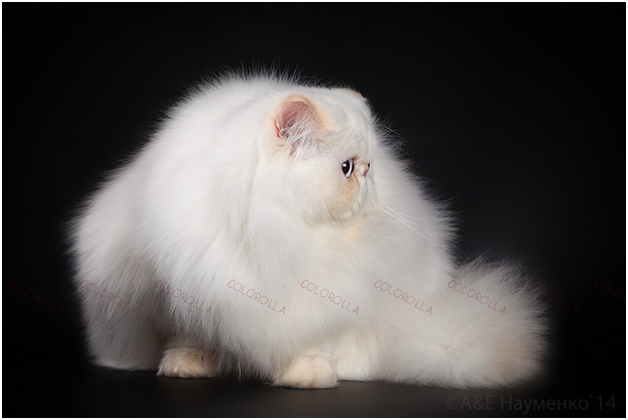 GROOMING SCHOOL Румянцевой GROOMING SCHOOL Румянцевой