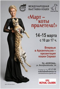 Март - коты прилетели! 2015 Март - коты прилетели! 2015
