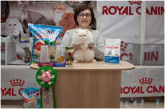 Март - коты прилетели! 2015 Март - коты прилетели! 2015