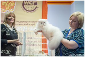 Кэт Ассорти - Осень 2015 Кэт Ассорти - Осень 2015